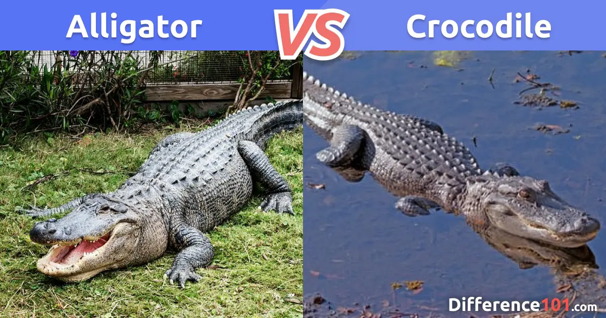 crocodiles vs alligators size