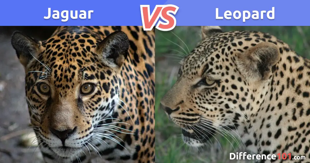 Jaguar vs. Leopard: Differences, Pros & Cons, and Which is Stronger? |  Difference 101