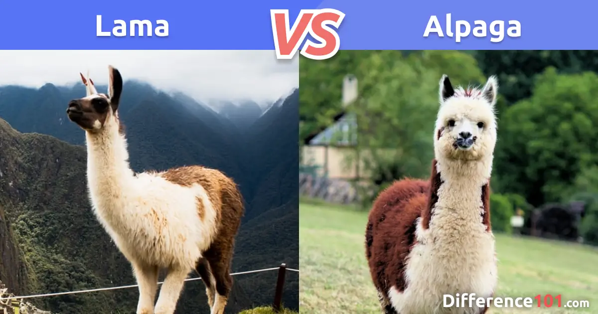 Lama et Alpaga : Quelles sont les Différences et les Points Communs ? –  Super Lama