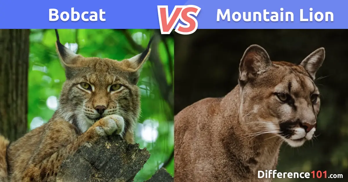 🐆 Bobcat vs Mountain Lion: 5 Key Differences, Pros & Cons | Difference