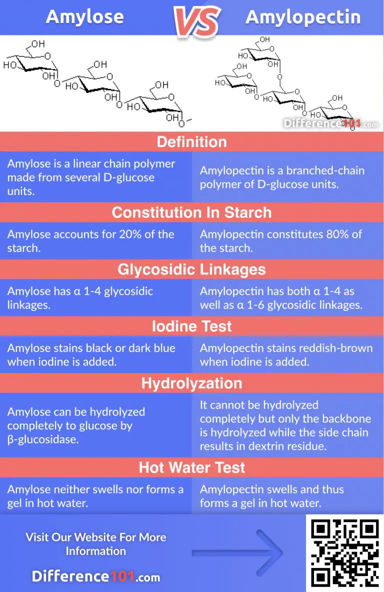 Amylose Vs Amylopectin 6 Key Points You Need To Know Difference 101