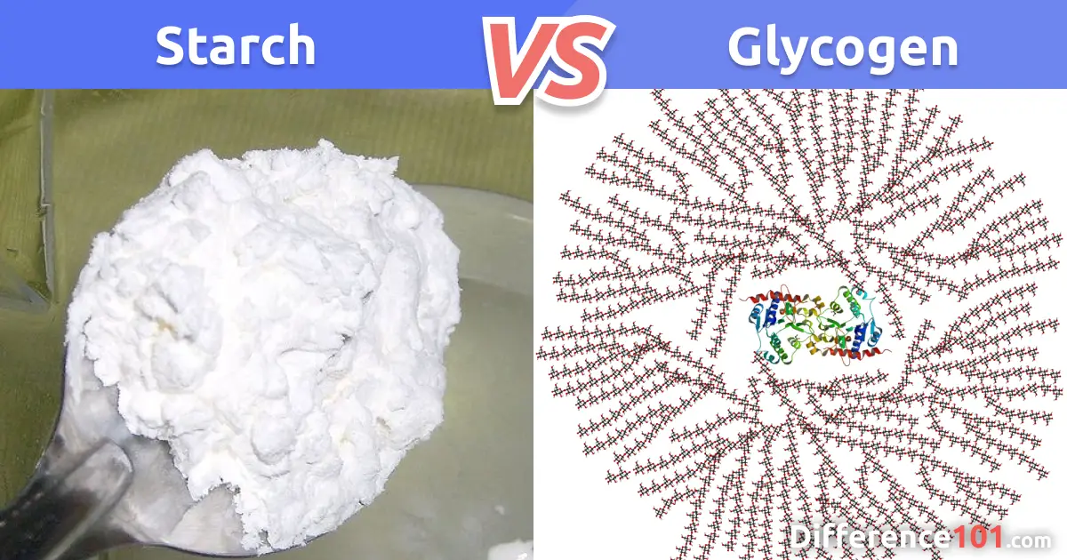 Starch vs Glycogen vs Cellulose: 5 Key Differences, Pros & Cons |  Difference 101