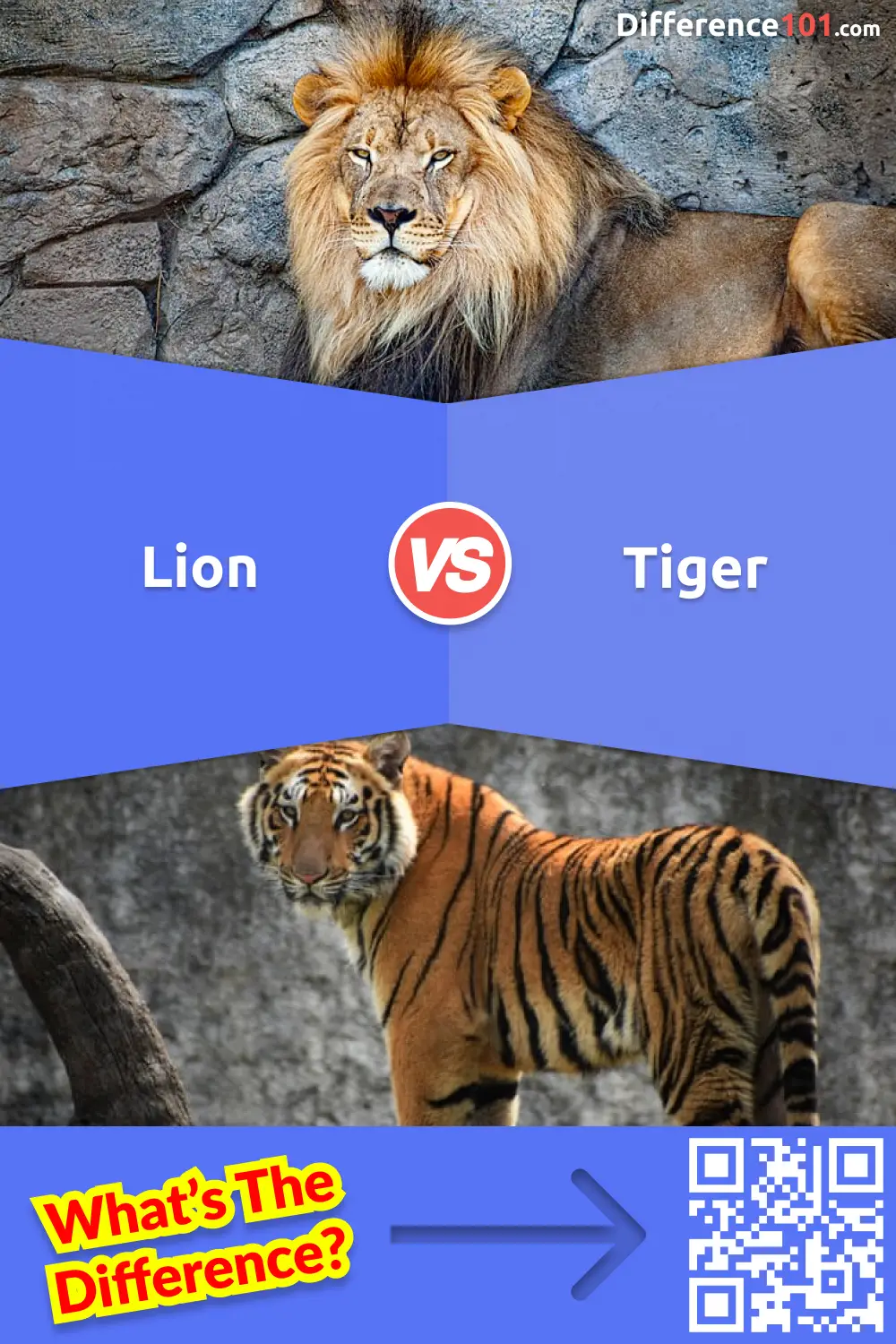 Lion vs Tiger: 10 Major Differences You Need To Know | Difference 101