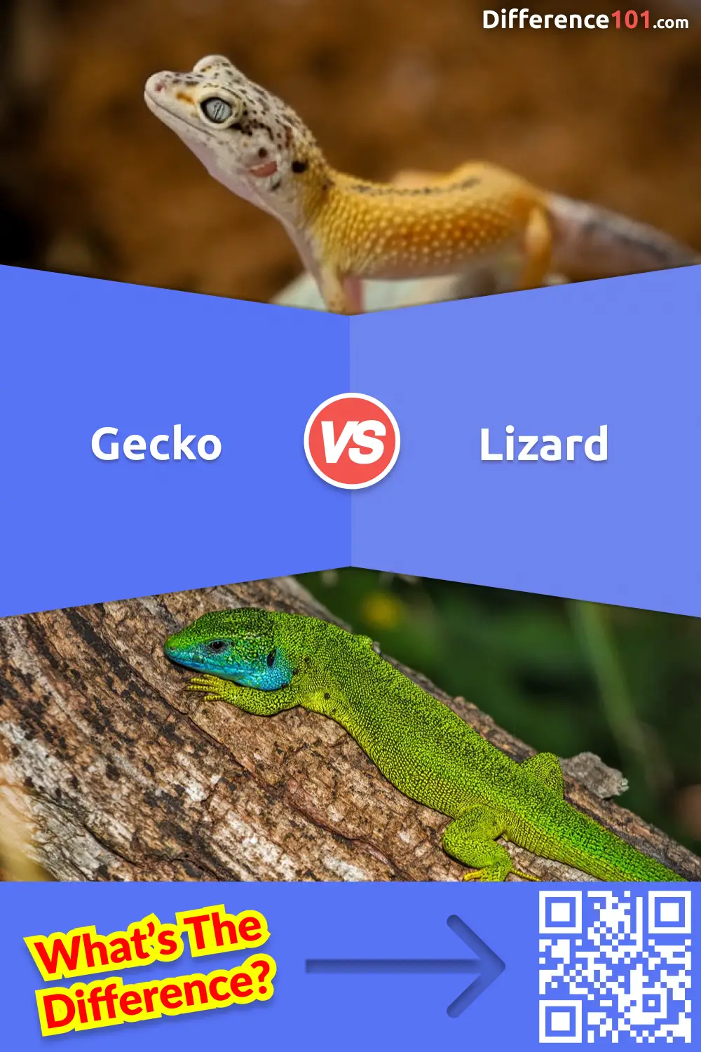 Gecko Vs Lizard