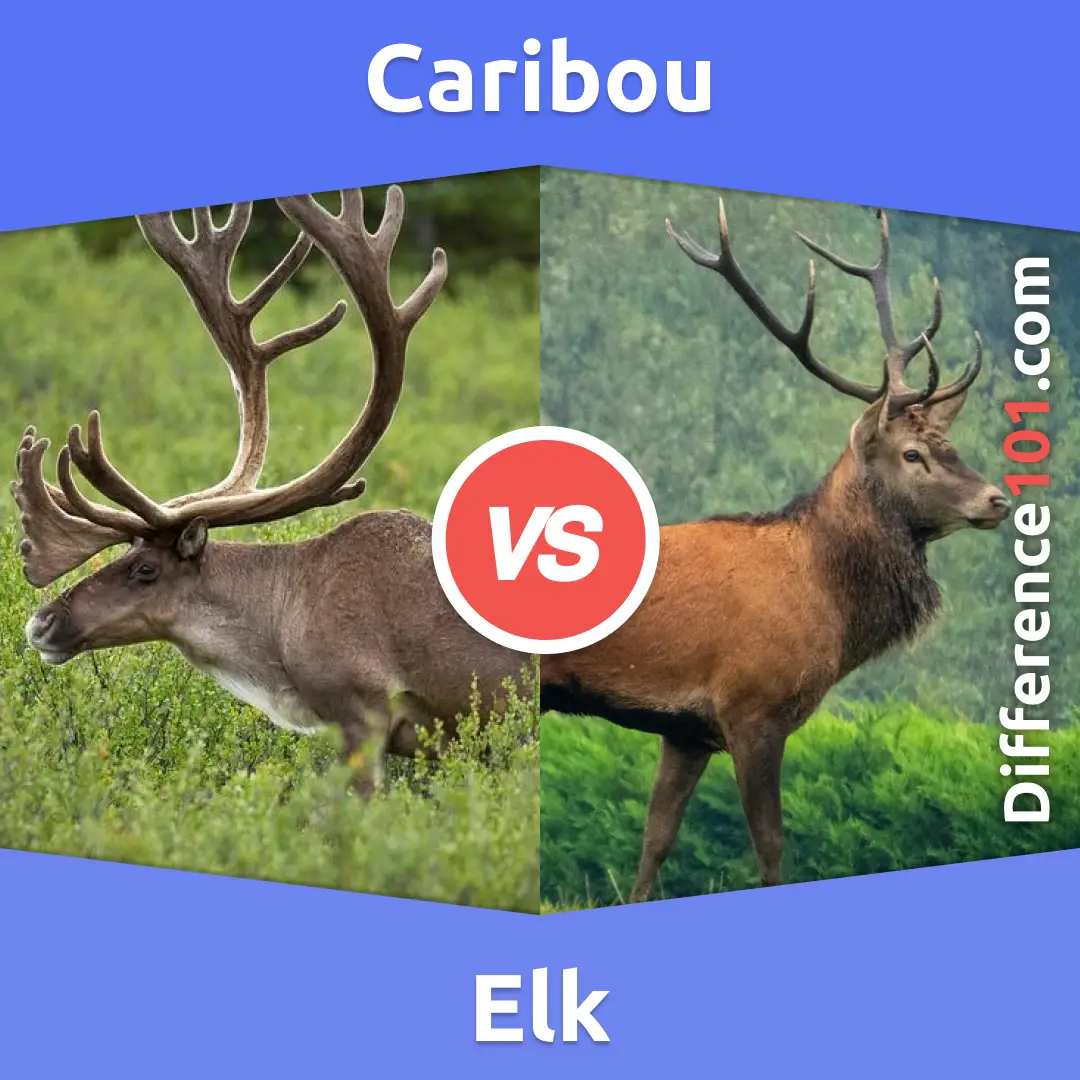 Caribou vs. Elk: 11 Key Differences, Definition, Family belonging |  Difference 101