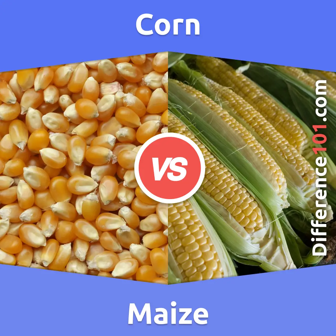 Corn vs. Maize: 5 Key Differences, Pros & Cons, FAQs | Difference 101