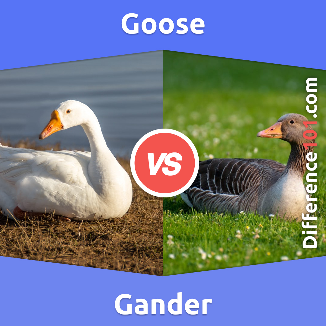 Goose vs. Gander: 5 Key Differences, Definition, Living Areas | Difference  101