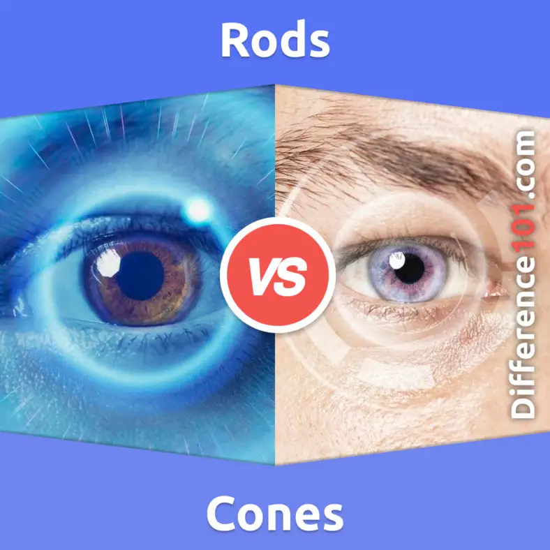 Rods Vs Cones Key Differences Pros Cons Similarities