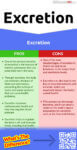 Secretion Vs Excretion 7 Key Differences Pros Cons Similarities