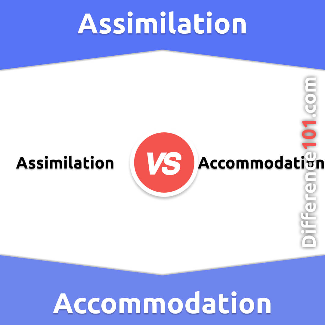 Examples of assimilation online and accommodation