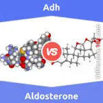 Adh vs. Aldosterone: 6 Key Differences, Pros & Cons, Similarities