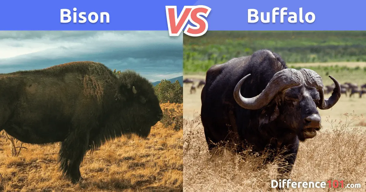 American african buffalo bison vs Read This