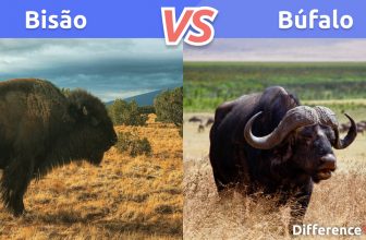 Bisão x Búfalo: Comparação, Diferenças e Semelhanças