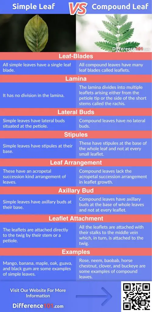 simple-leaf-vs-compound-leaf-8-key-differences-pros-cons