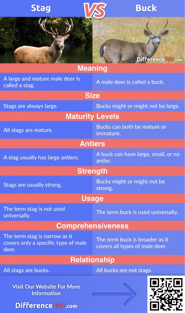 Let’s discover the major difference between Stag and Buck, their Similarities, Strengths, Weaknesses, and answer the most popular FAQs you need to know
