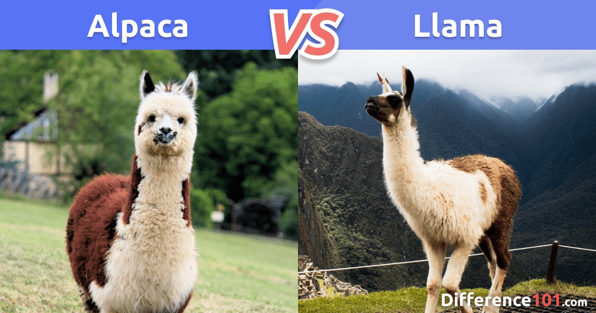 Llama vs. Alpaca: What’s The Difference Between Llama and Alpaca?