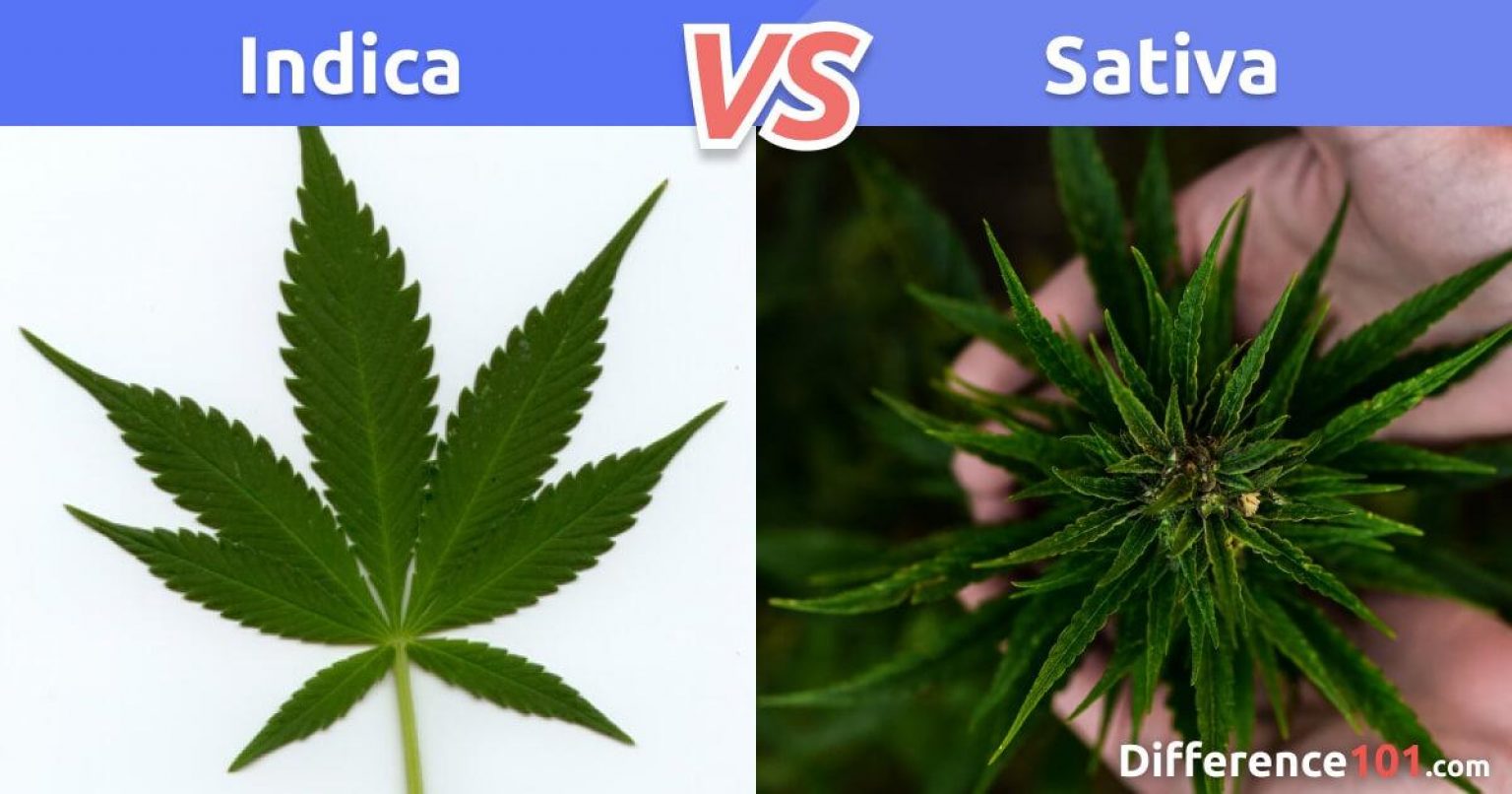 Indica Vs. Sativa Vs. Hybrid: What’s The Difference? | Difference 101