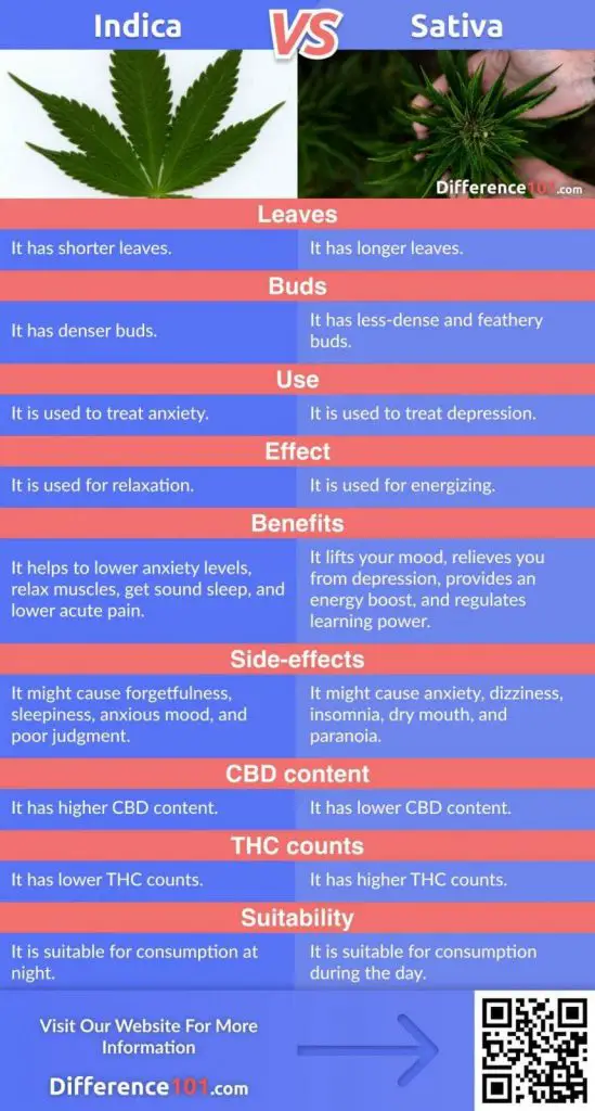 Indica vs. Sativa vs. Hybrid: Let’s dig deeper and find out what are the Similarities, Benefits, Side-effects, and Key Differences between Indica, Sativa, and Hybrid Marijuana Strains. Also, we’ll try to answer the most FAQs you may have.