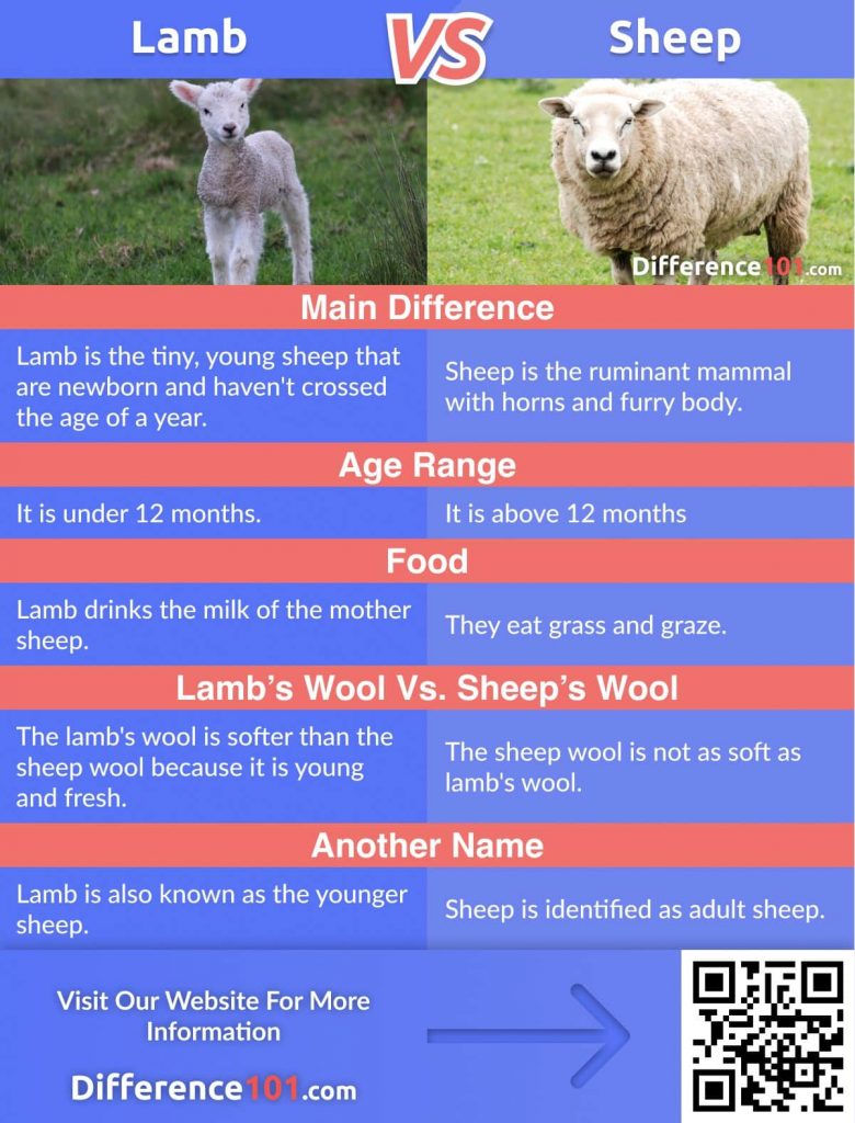 Lamb vs. Sheep: Let’s look at their Differences, Similarities, their Pros and Cons, answer the top FAQs, and define which is better.