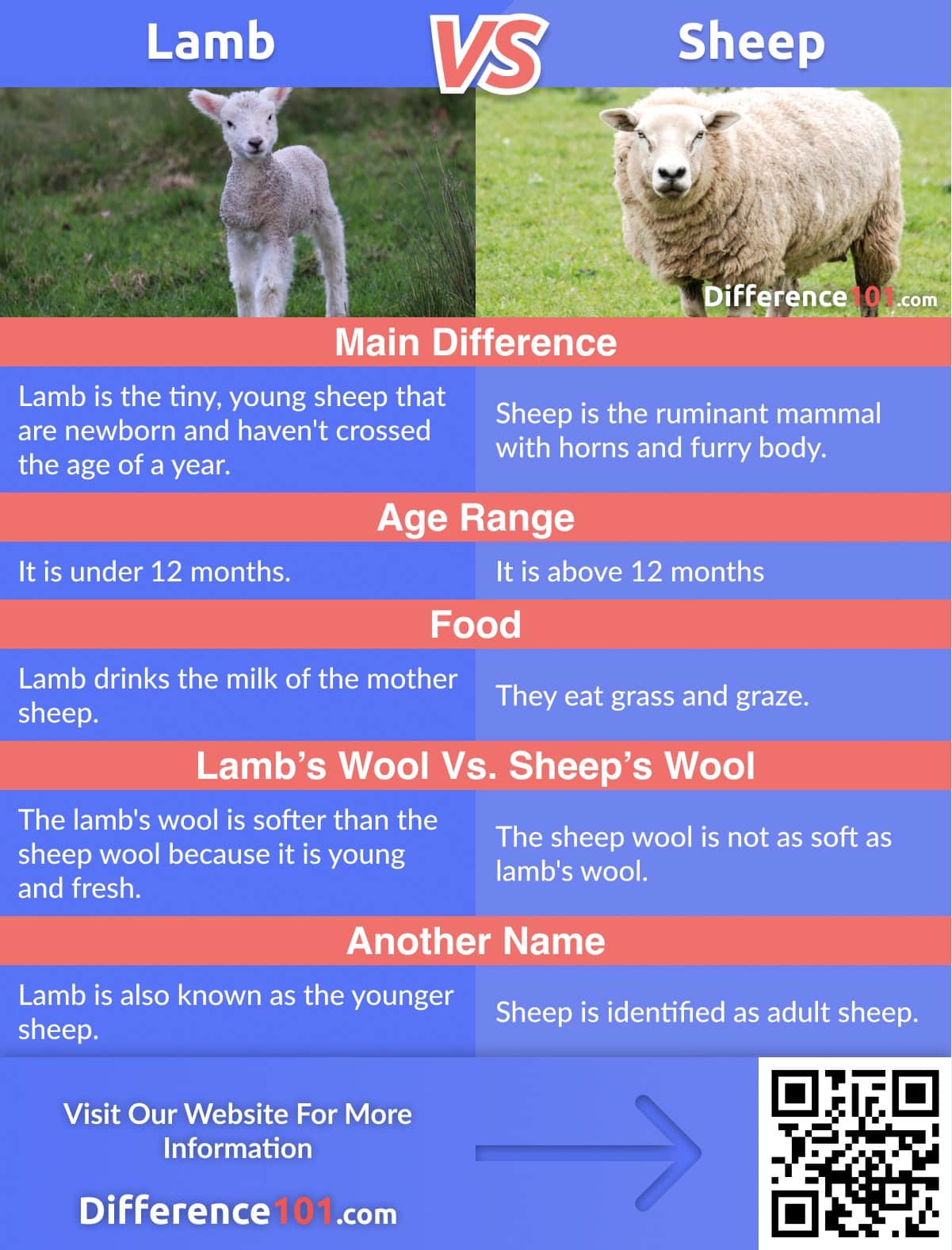 lamb-vs-sheep-differences-pros-cons-similarities-difference-101