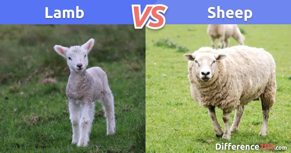 Lamb vs. Sheep: Differences, Pros & Cons, Similarities