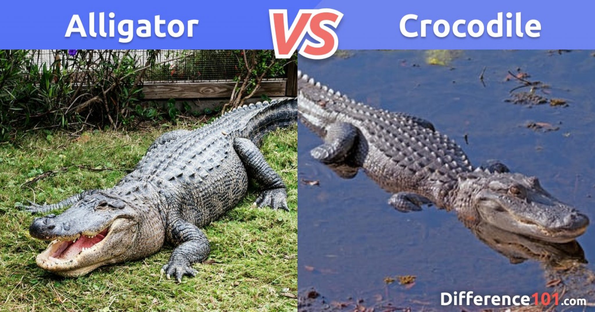 крокодил vs аллигатор. крокодил vs аллигатор. ягуар охотится на крокодила. Crocodile vs crocodile. кайман vs аллигатор.