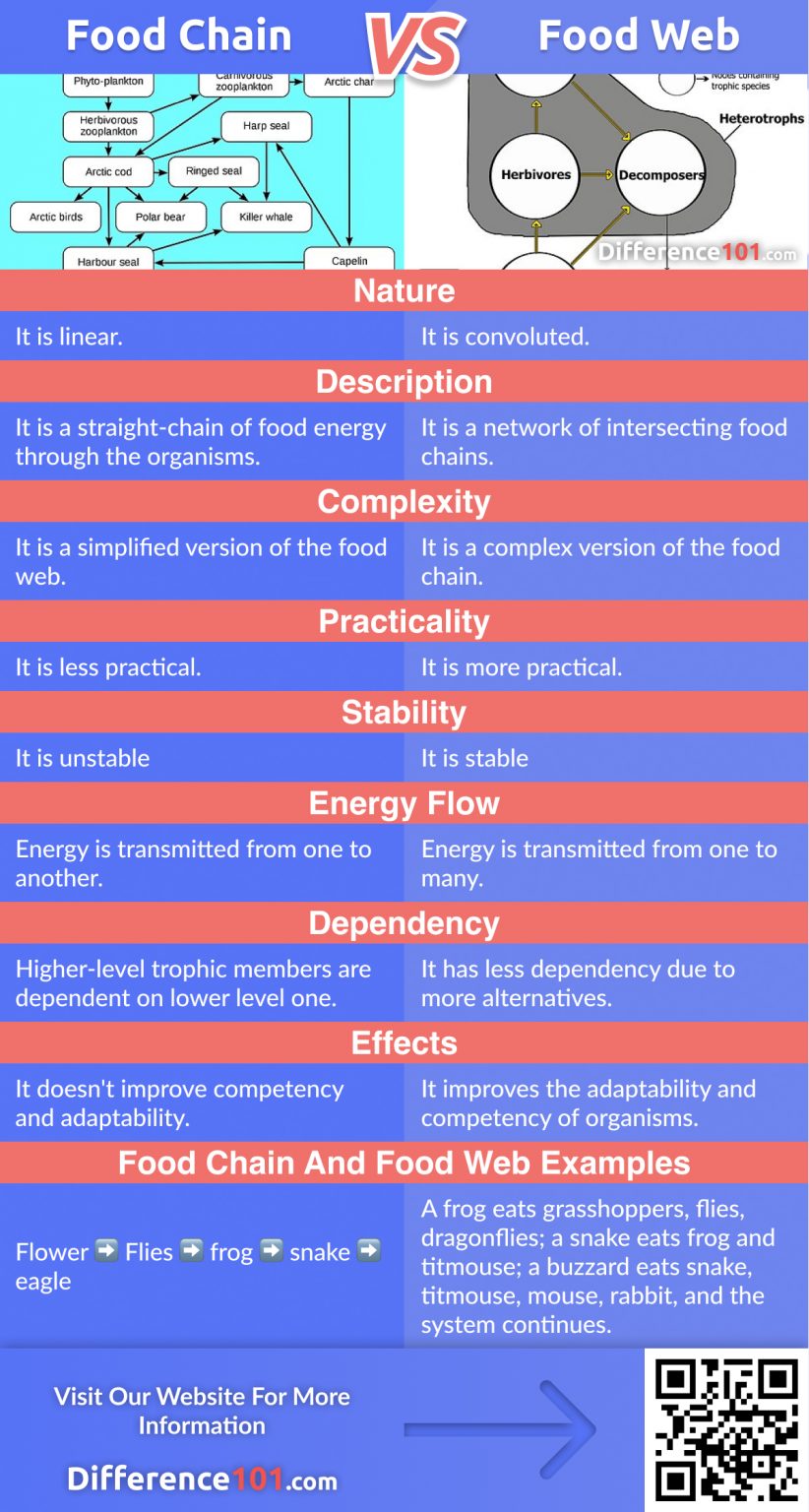 Food Chain vs. Food Web: Top 8 Differences & Examples Biology Diagrams