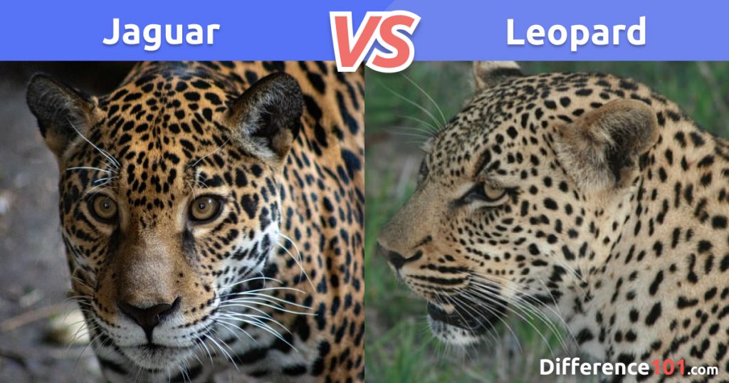 Jaguar Vs Leopard Differences Pros And Cons And Which Is Stronger 