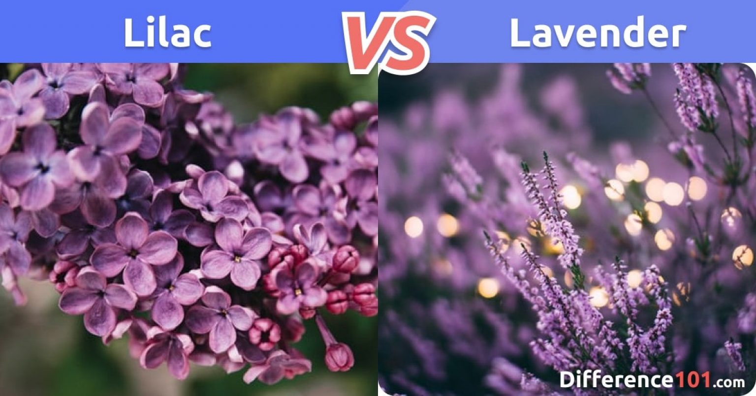 Lilac vs. Lavender Differences, Pros & Cons, Similarities Difference 101
