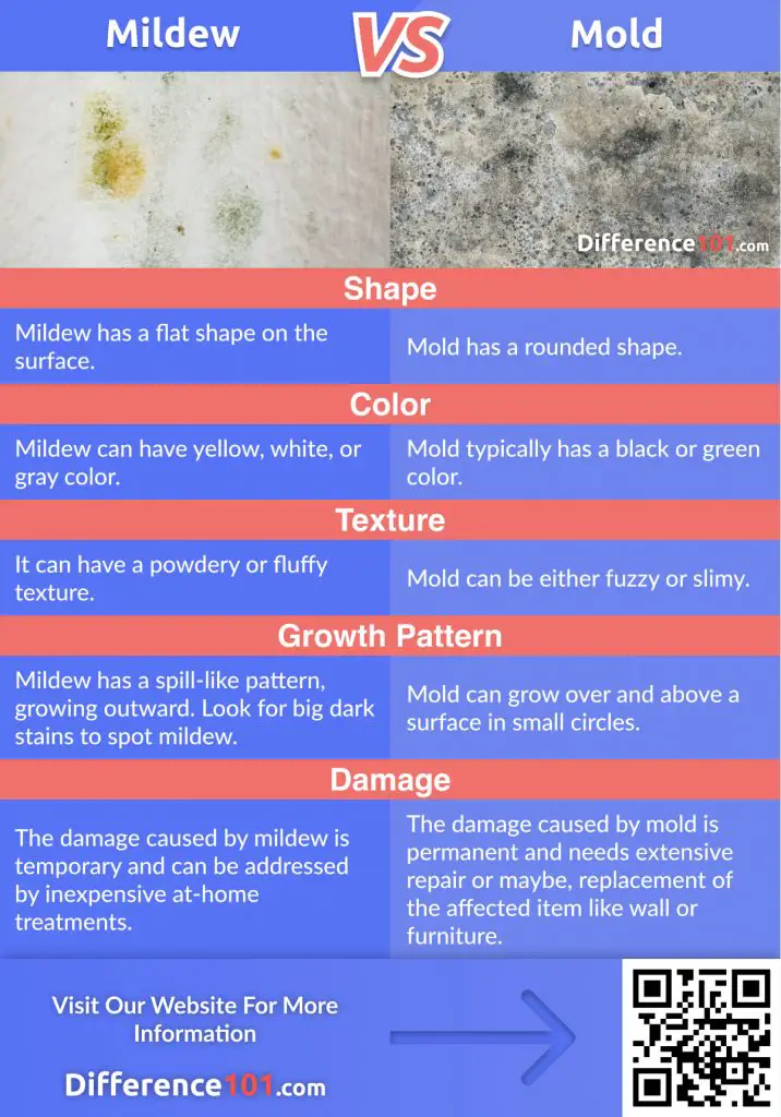 Mildew vs. Mold: Since mildew and mold are a type of fungi, it is easy to confuse them. Discover their Differences, Similarities, as well as their Pros & Cons.