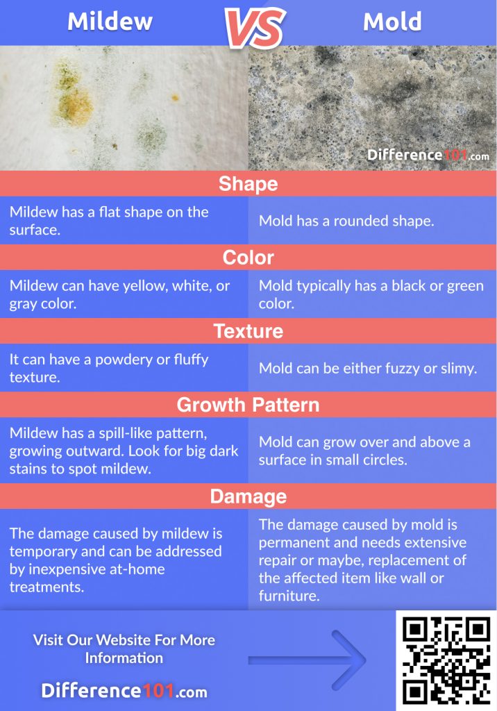 Mildew vs. Mold: Since mildew and mold are a type of fungi, it is easy to confuse them. Discover their Differences, Similarities, as well as their Pros & Cons.