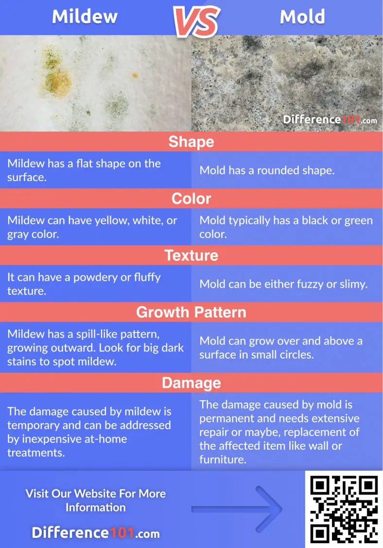 Mildew Vs. Mold: Differences, Similarities, Pros & Cons | Difference 101