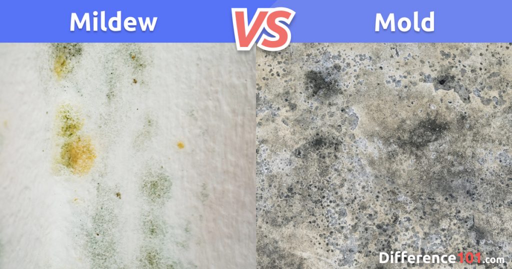 Mildew Vs Mold Differences Similarities Pros Cons Difference 101