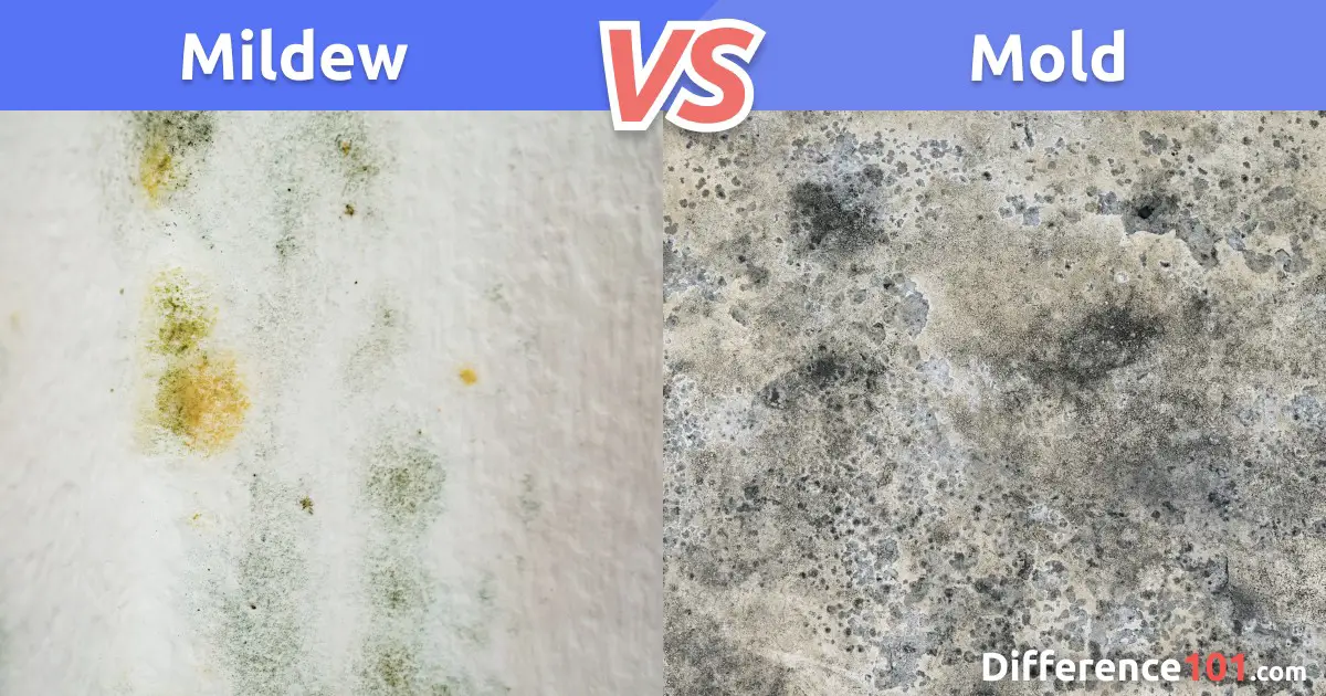 Mildew vs. Mold: Differences, Similarities, Pros & Cons
