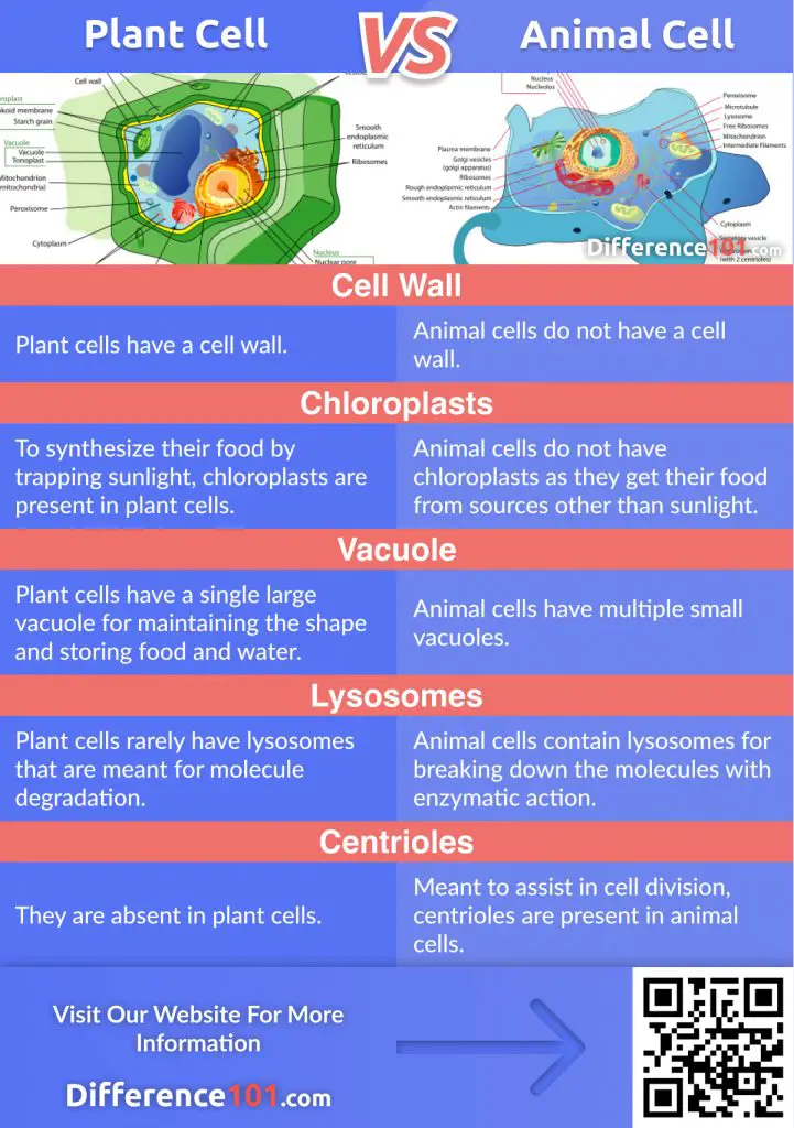 similarities and differences in plant and animal cells