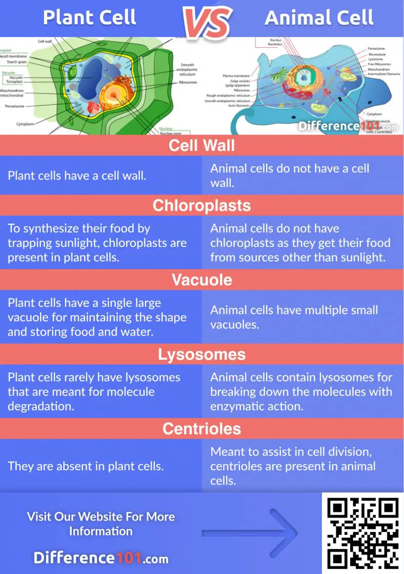 Difference Between Plant Cell And Animal Cell Worksheet