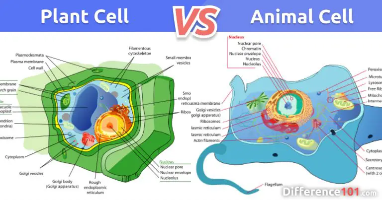 Plant Cell vs. Animal Cell: 5 Key Differences | Difference 101