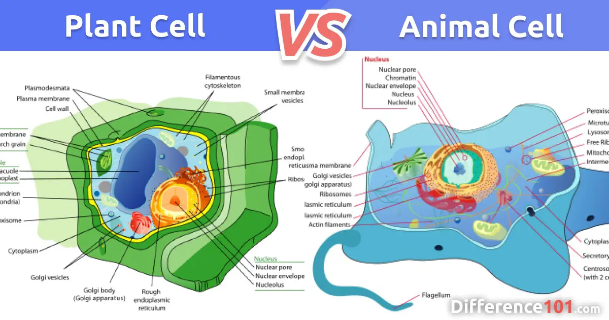 Plant Cell vs. Animal Cell: 5 Key Differences