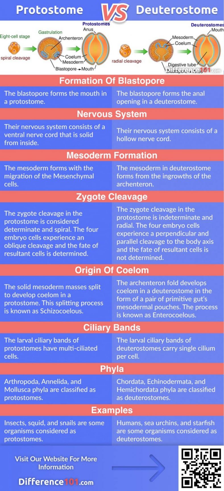 Protostome Vs Deuterostome Top 7 Differences With Examples Difference 101