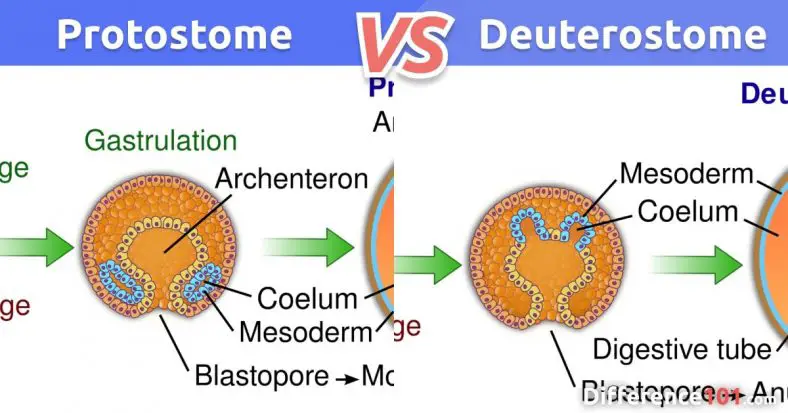 Protostome vs. Deuterostome: Top 7 Differences with Examples ...