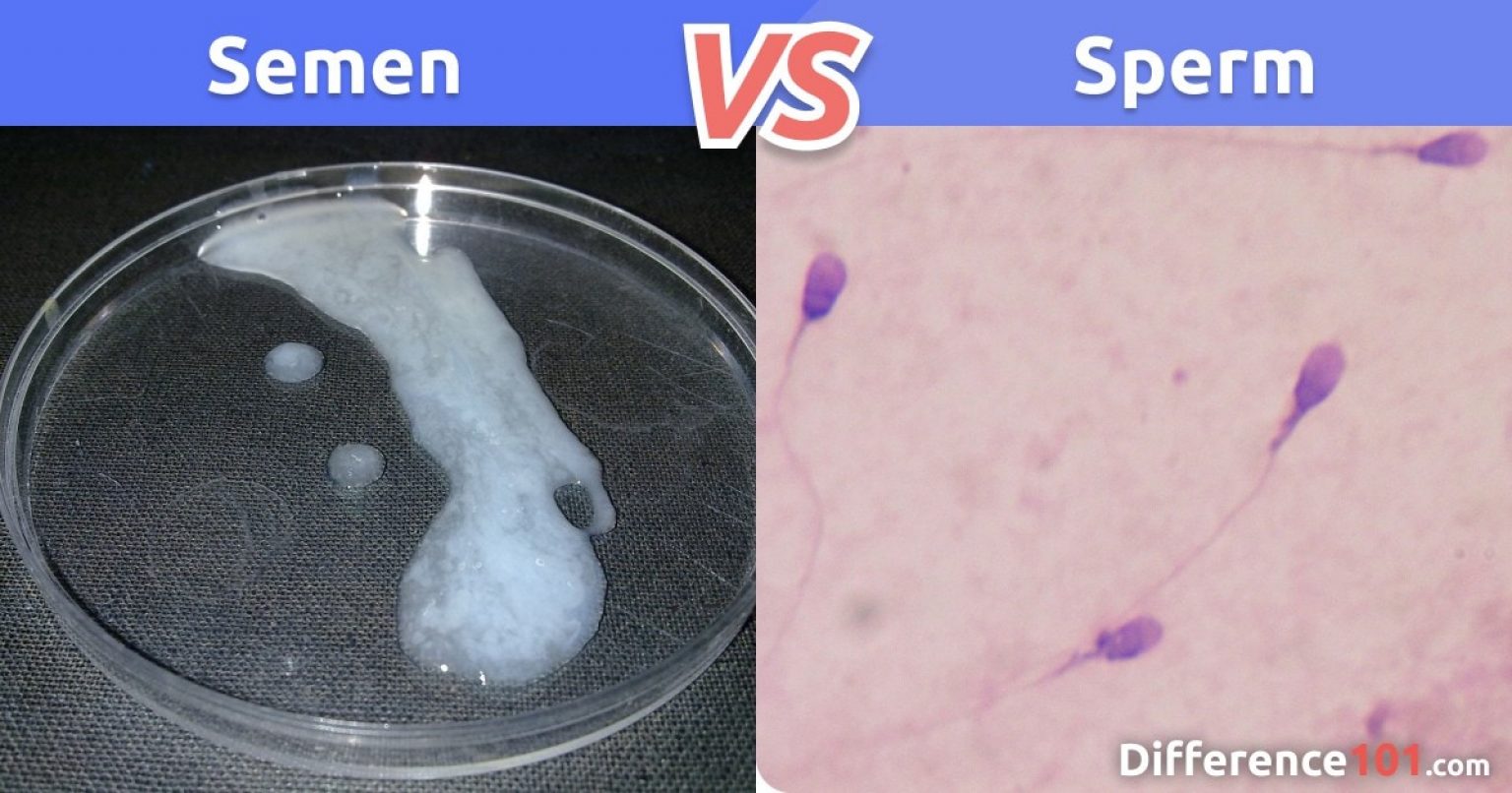 Semen Vs Sperm Key Differences And Faq Difference 101