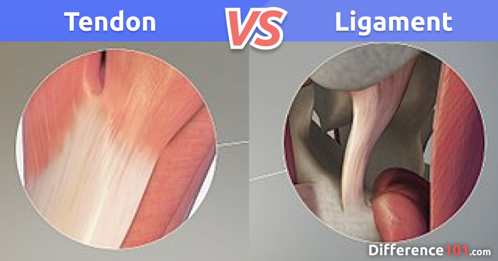 Tendon Vs. Ligament: Differences And Similarities | Difference 101