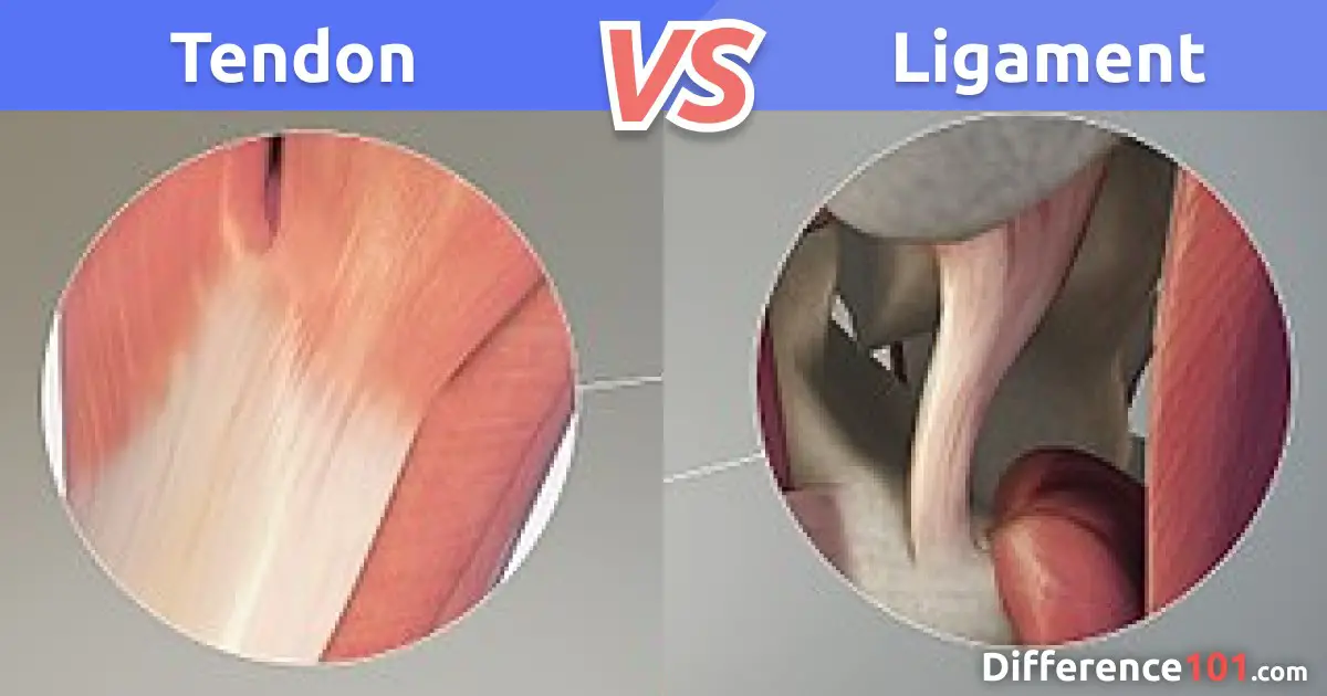 Tendon vs. Ligament: Differences and Similarities