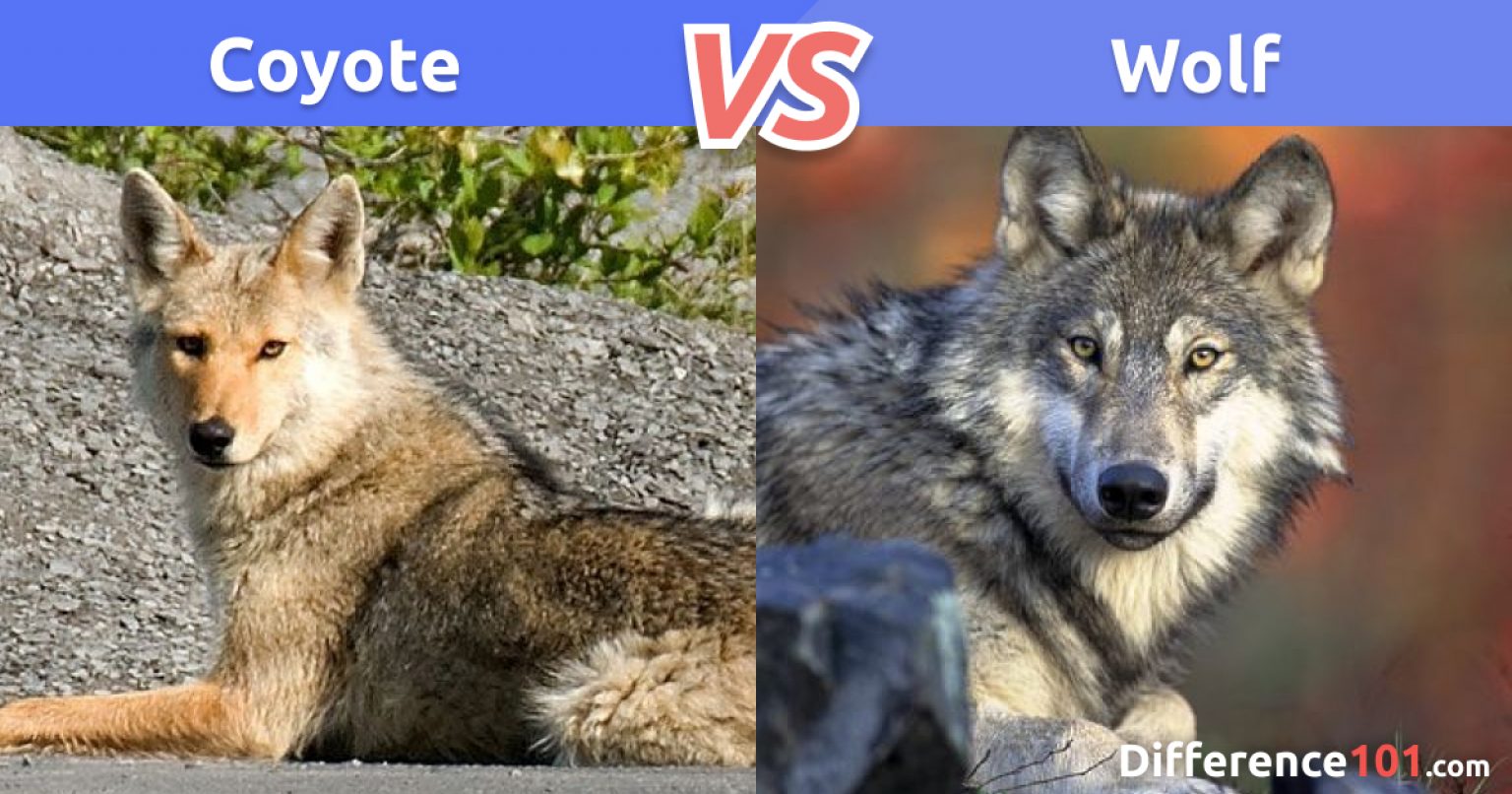 Coyote vs. Wolf: Key Differences, Pros & Cons, FAQ | Difference 101