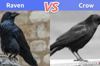 Raven vs. Crow: Key Differences, Pros & Cons, FAQ