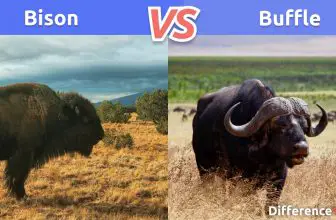 Bison et Buffle: Comparaison, différences et similitudes