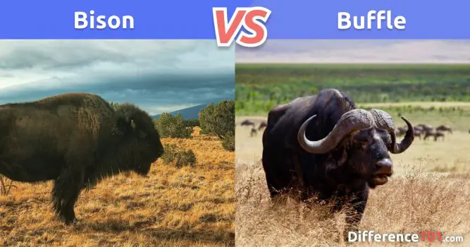 Bison et Buffle: Comparaison, différences et similitudes