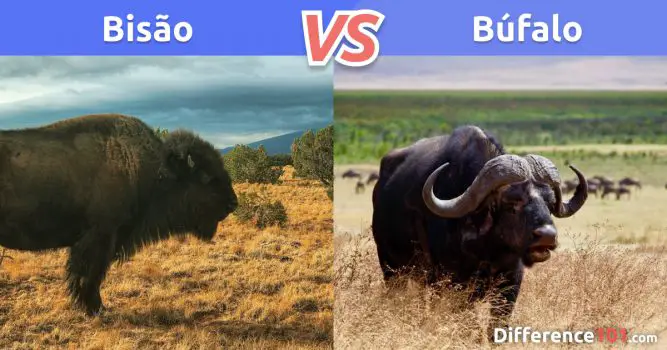 Bisão x Búfalo: Comparação, Diferenças e Semelhanças