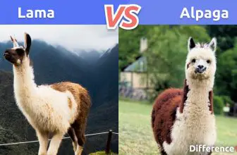 Lama contre Alpaga: Différences, Similitudes, Avantages et Inconvénients