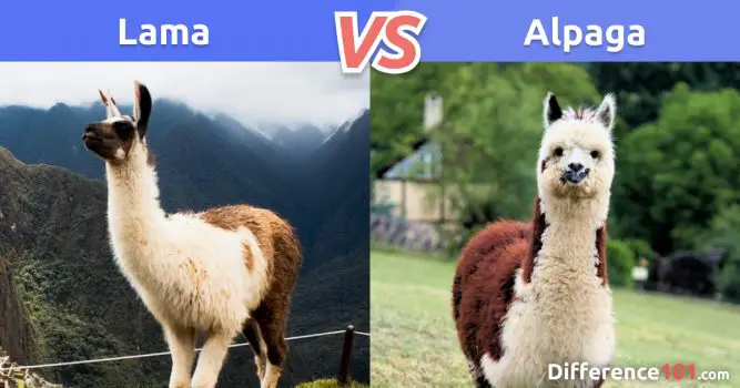 Lama contre Alpaga: Différences, Similitudes, Avantages et Inconvénients